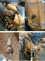Airbrush-Design Kfer und Schnecke auf Motorrad